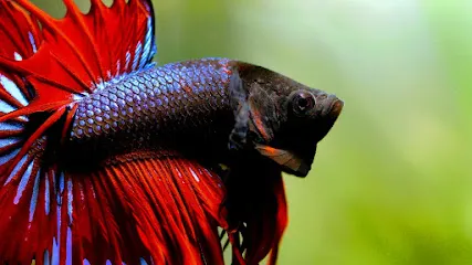 Aqua Betta Mumbai