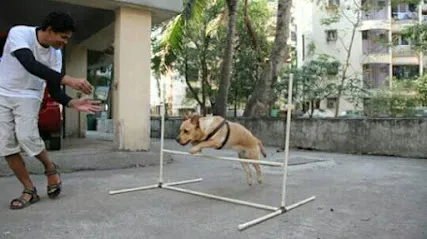 Dog Training Mumbai - Saket Gokhale