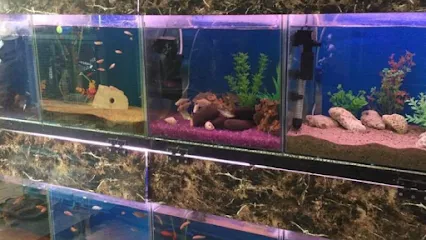 Hami Fish Aquarium