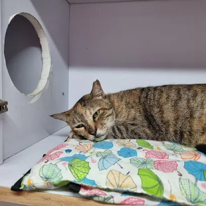 Meow Manor - Cat Boarding In Mumbai