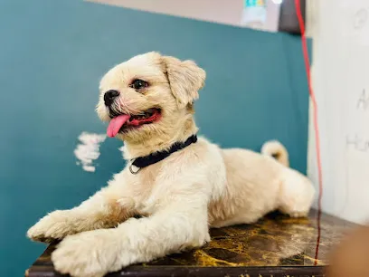 Purrfect Touch Dog Boarding Centre