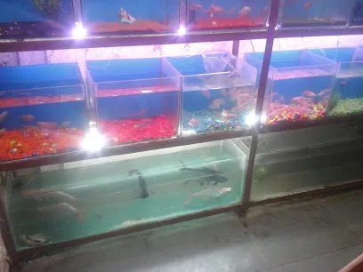 Salomi Aquarium & Pets