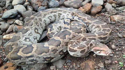 Saviour Of Wildlife (Swat) Snake Rescue