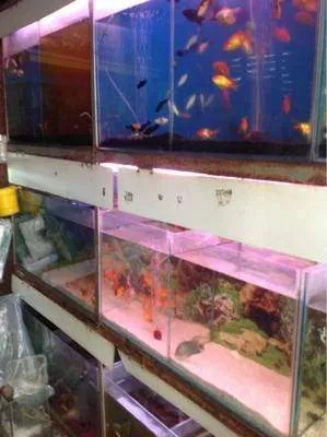 Zoya Fish Aquarium