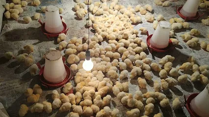 Apna Poultry Farm