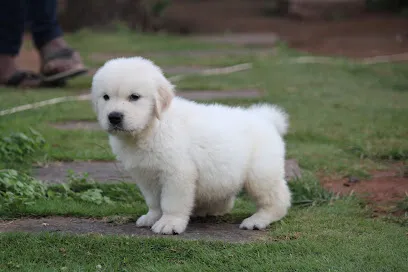 Apple Kennel