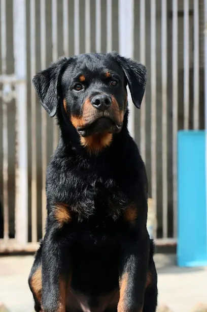 Arena's Rottweiler's