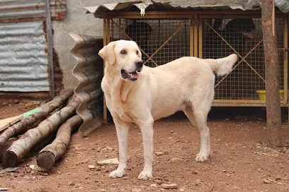 Manu Kennel Mysuru