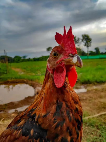 Parvathi Farm And Kennel