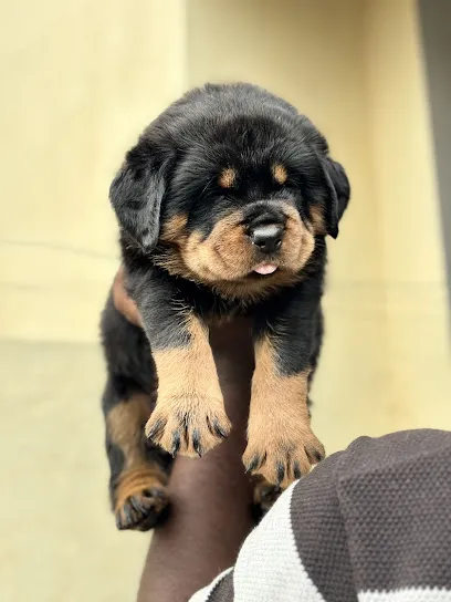 Rottweiler's Legacy Kennel