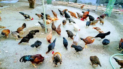 (Country Chicken Poultry Farm)