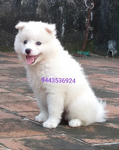 Dog For Sale In Nagercoil