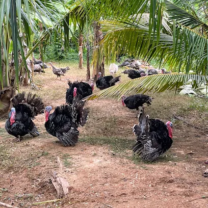 Kings Poultry Farm (Turkey Farm)