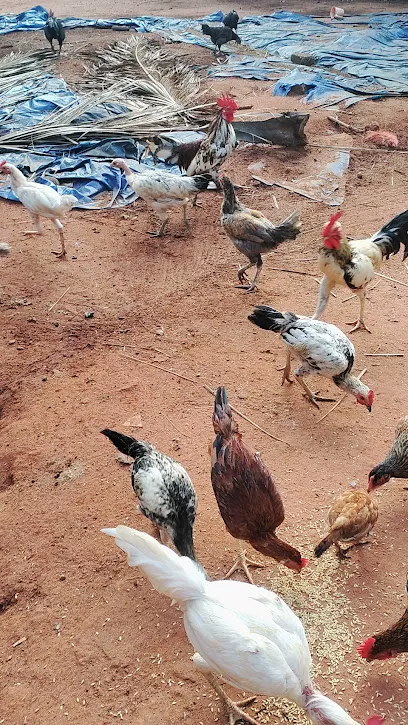 Vadivai Poultry Farm & Traders