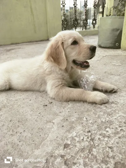 Cherry's Dog Kennel. .High Quality Golden Retriever