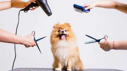 Dog Grooming Salon