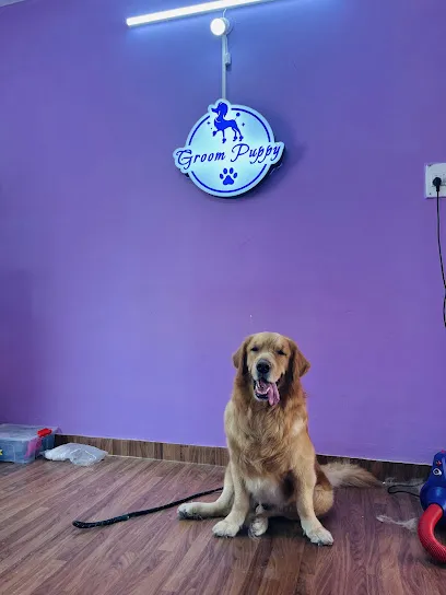 Groom Puppy (Dog Grooming Salon , Nagpur)