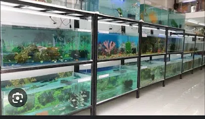 Bhavsar Aquarium Fish