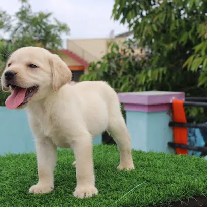 Big Foot Kennel K9 Training And Boarding School