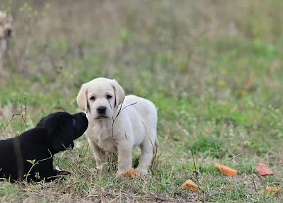 Cherryland Labradors