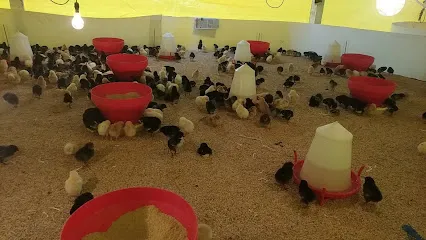 Murlidhar Poultry Farm