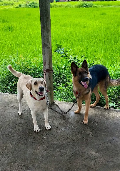 Tokyo's Dog Canal