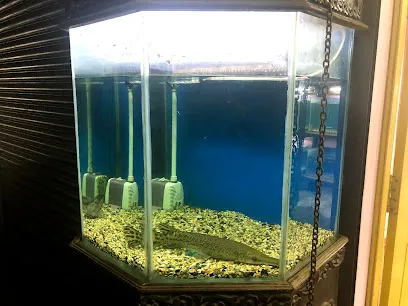 Choice Aquariums & Pets