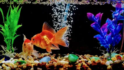 Rainbow Aquarium & Pets