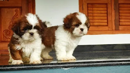 Shih Tzu And Siberian Husky Puppies Kennel