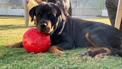 Himalayan Rottweilers Kennel