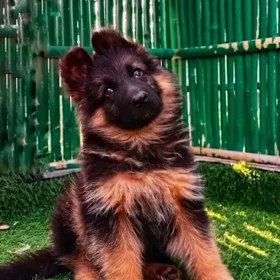 Friends Dog Kennel