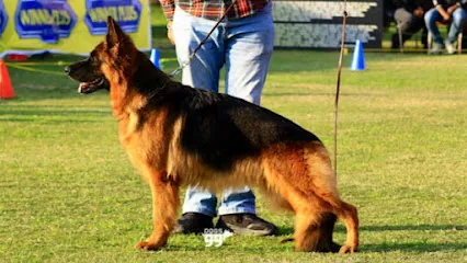 Sarwara Kennel