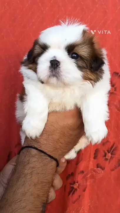 Shihtzu Puppies For Sale