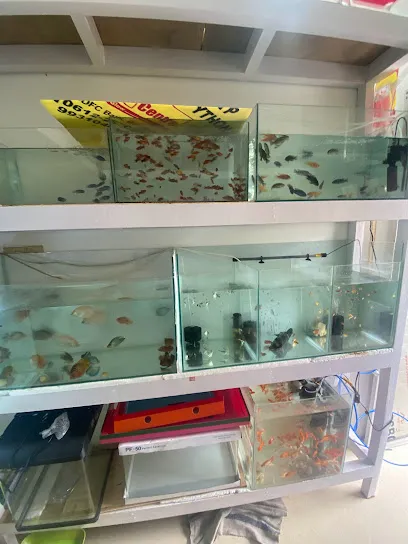 Discus Mania - Machli Ghar Aquarium Shop