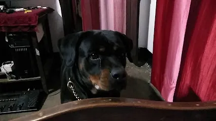 K.T The Rottweiler Kneel