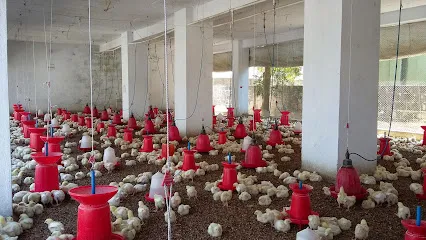 Gulfam Poultry Farm