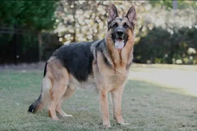 German Shepherd Dog Puppies