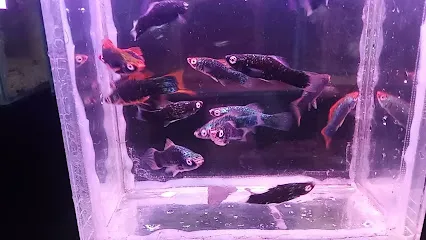 Aquarium Fish Farm