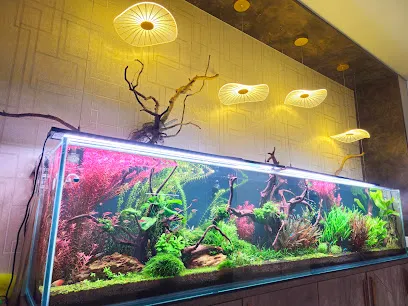 Finsplash Aquariums