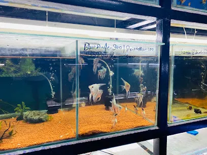 Fish Addicts Aquarium Store