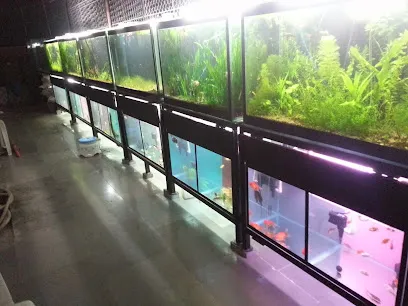 Fish Paradise