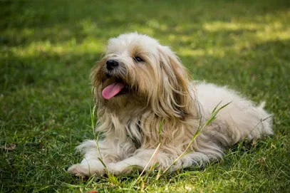 Havanese Puppies India