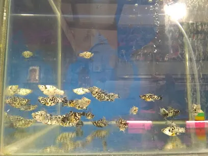 Kaushtubh Fish Aquarium