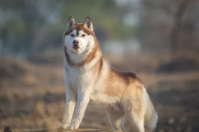 Kennels Of Valhalla