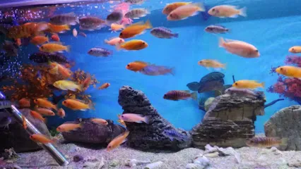 Sk Aquarium