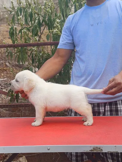 Tekawade Kennel (Special Beagle Kennel In Maharashtra)