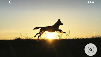 The Barking Barn - Dog Hostelboarding And Dog Training