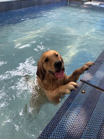 Wagtime Dog Swimming And Spa