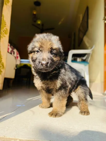 Puppy's Basket