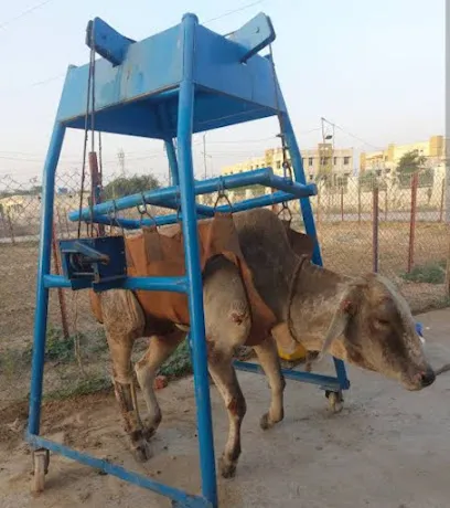 Cow Lifter Machine For Rent